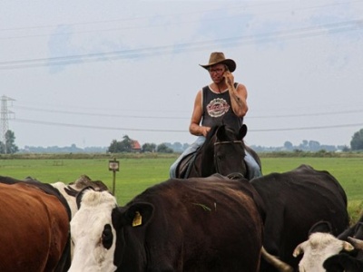 foto | Sjoerd Miedema haalt ter paard zijn koeien op