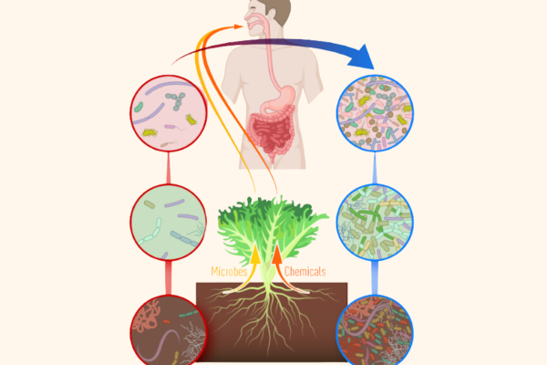 biosintrum