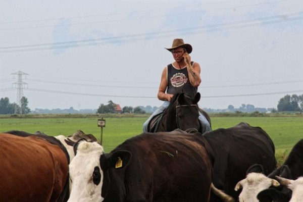 foto | Sjoerd Miedema haalt ter paard zijn koeien op