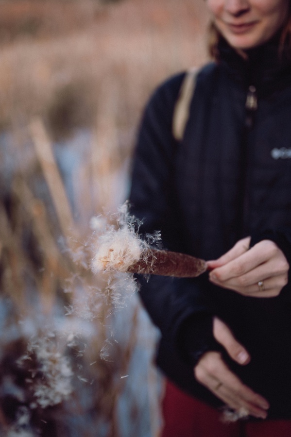 Cattail | Photo: Alfo Medeiros