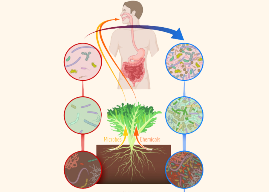 biosintrum