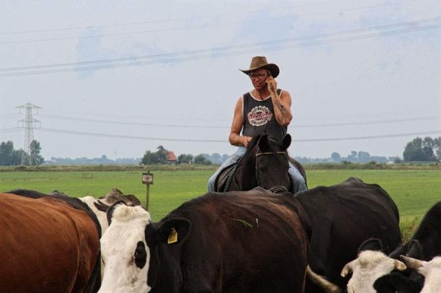 foto | Sjoerd Miedema haalt ter paard zijn koeien op