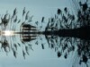Spiegeling van riet op rimpelloos water