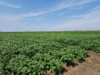 Bodem en humane gezondheid Foto Petra Boorsma Biosintrum