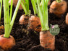 Wortels