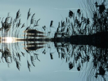 Spiegeling van riet op rimpelloos water