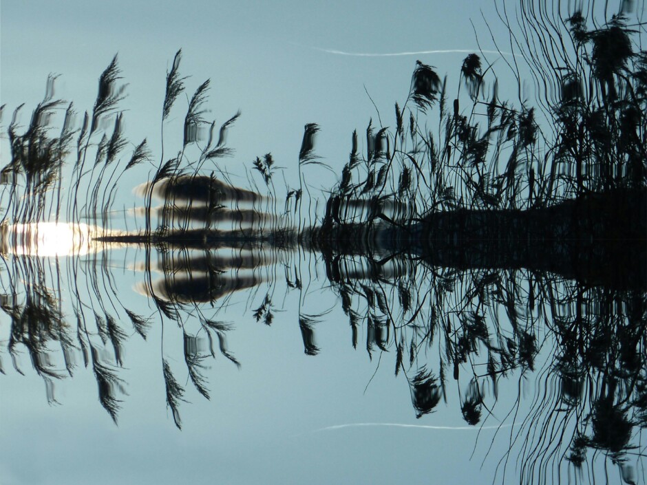 Spiegeling van riet op rimpelloos water