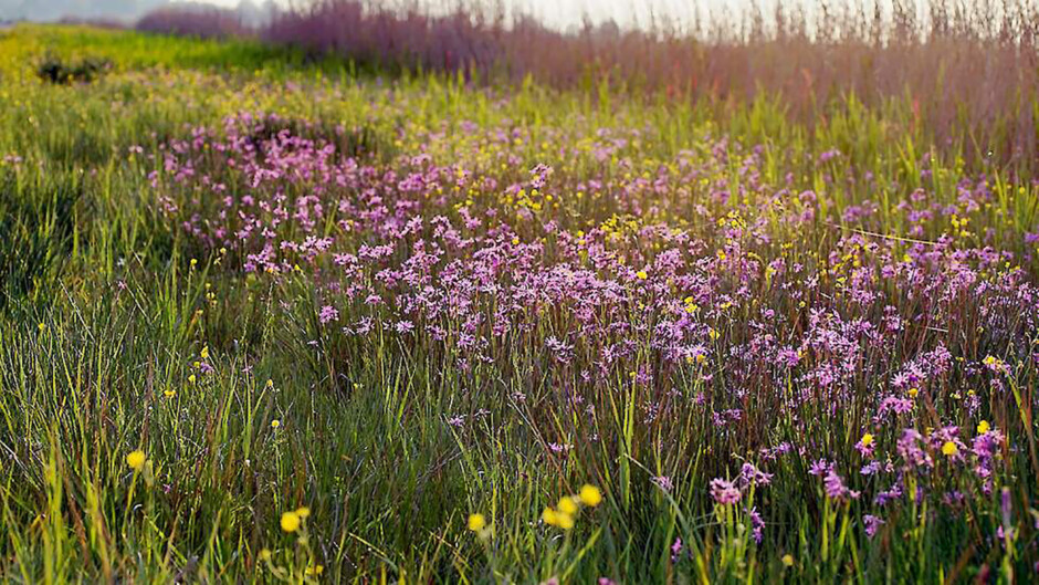 Het ilperveld loeks fotografie 1500 x pixels 002 detail