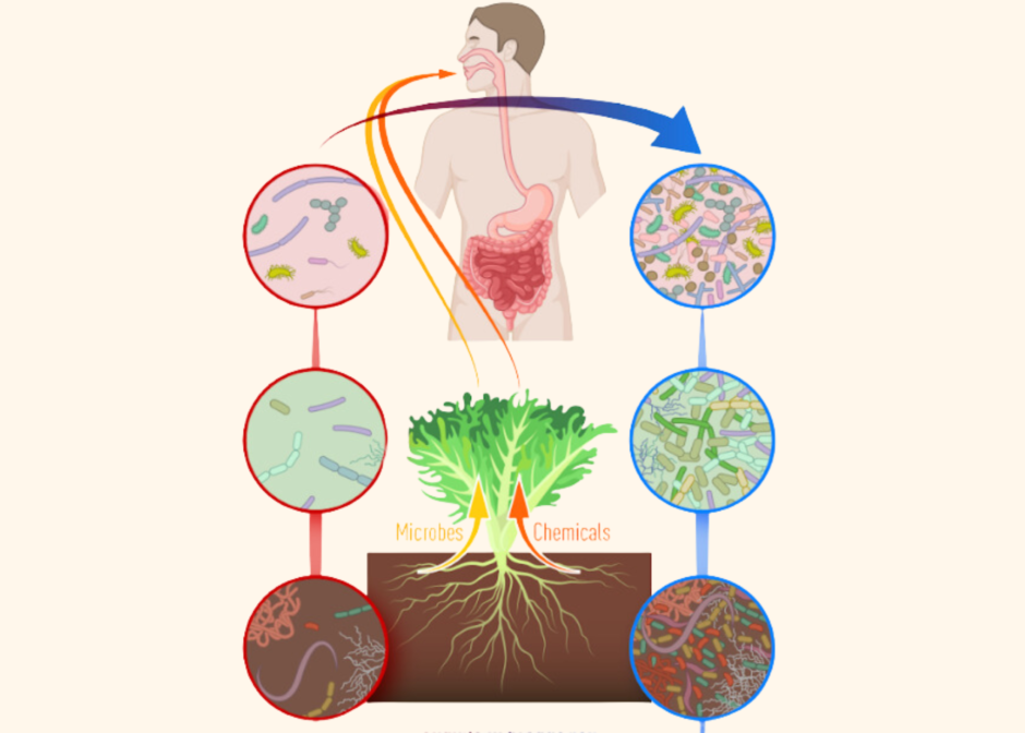 Bodem en humane gezondheid