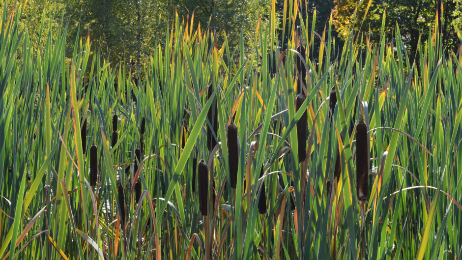 Veld grote lisdodde