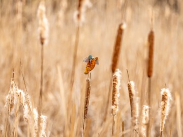 Lisdoddeveld in het najaar