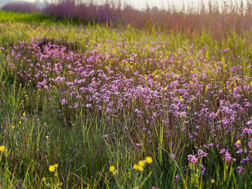 Het ilperveld loeks fotografie 1500 x pixels 002 detail