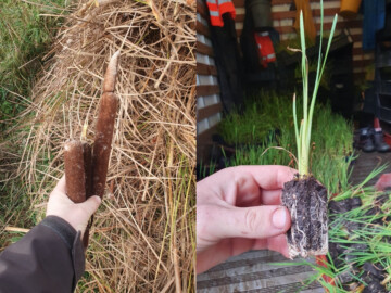 Lisdodde aar en lisdodde jonge plant