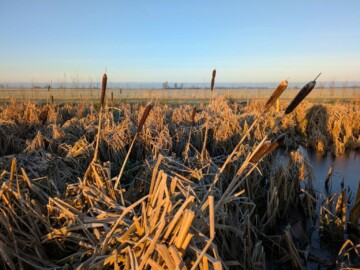 Veld lisdodde in winter