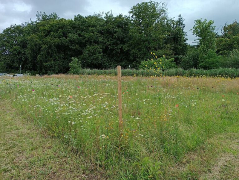 Gewasontwikkeling na drie maanden Bron Mirjam Schibler