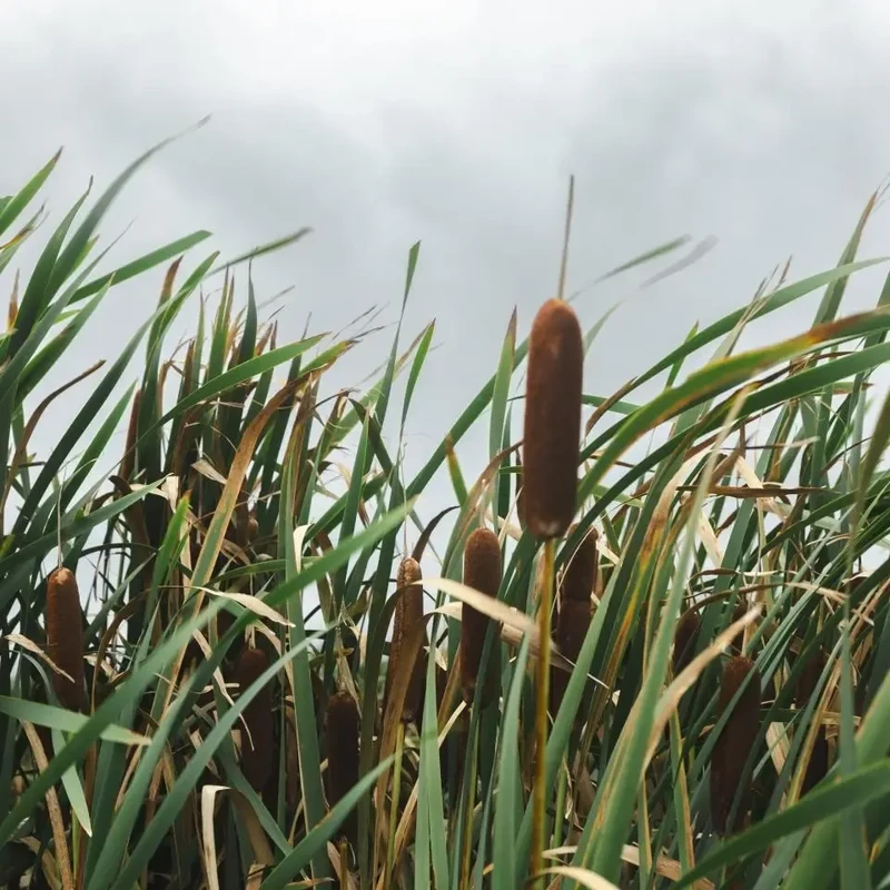 Lisdodde op de Hegewarren SNN