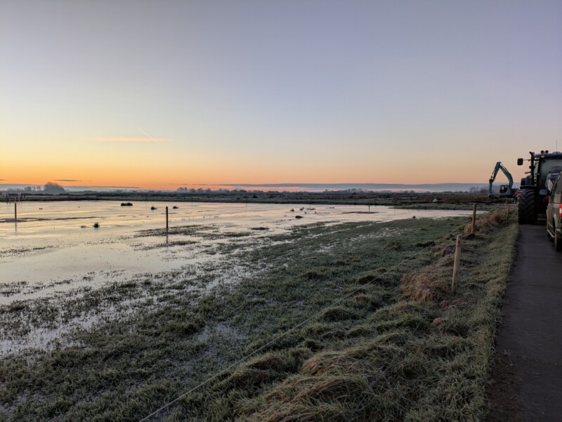 Hegewarren bij zonsopkomst