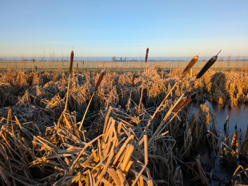 Lisdoddeveld in winterse omstandigheden