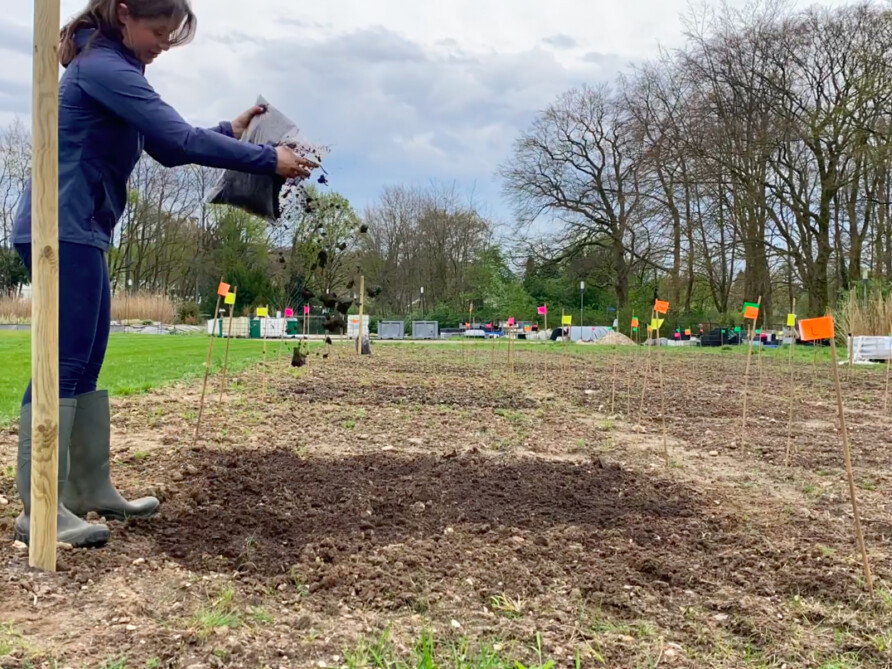Inwerken van substraat in de vollegrondsproef met bodemverbeteraars Bron Mirjam Schibler