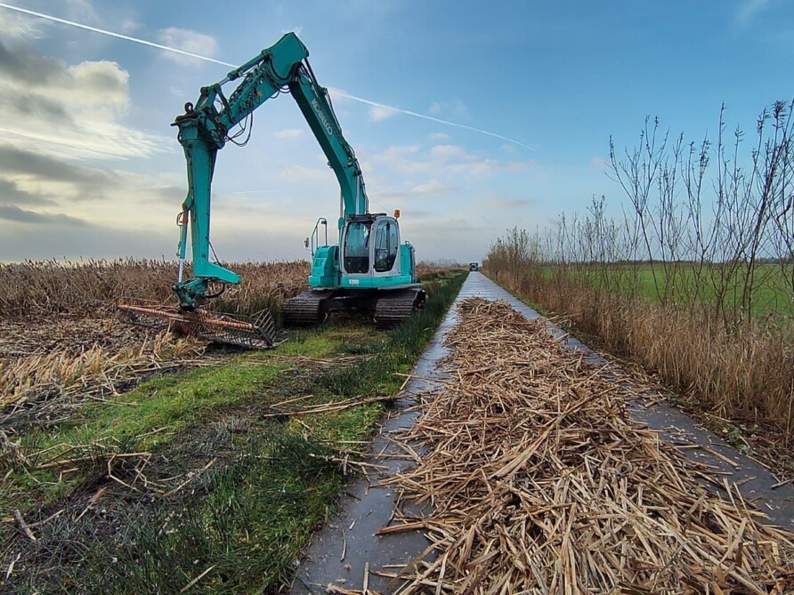 Oogsten Lisdodden december 2025