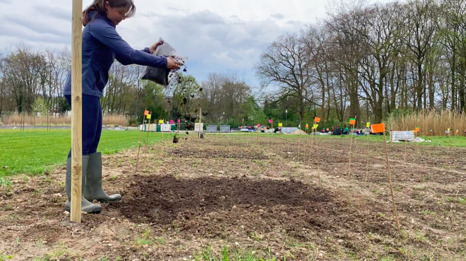 Inwerken van substraat in de vollegrondsproef met bodemverbeteraars Bron Mirjam Schibler