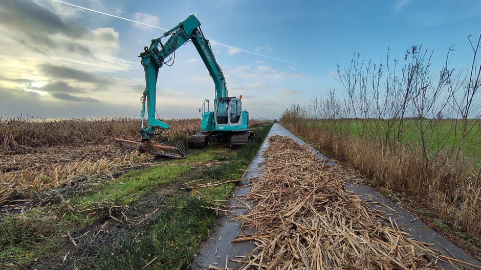 Oogsten Lisdodden december 2025