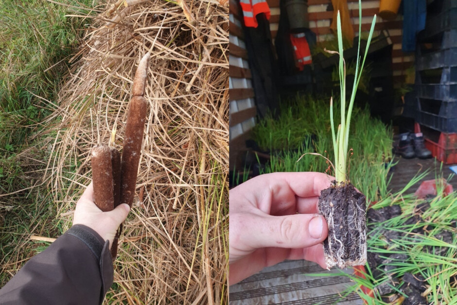 Lisdodde aar en lisdodde jonge plant