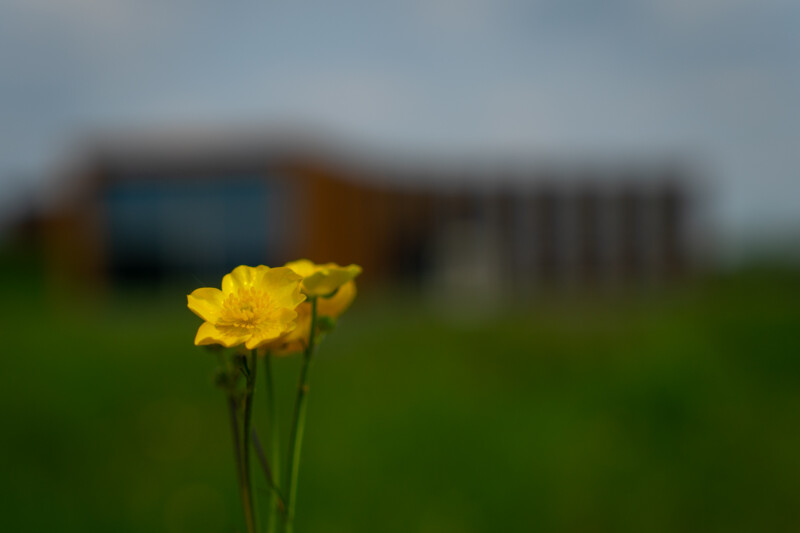 Boterbloem foto Egbert de Boer
