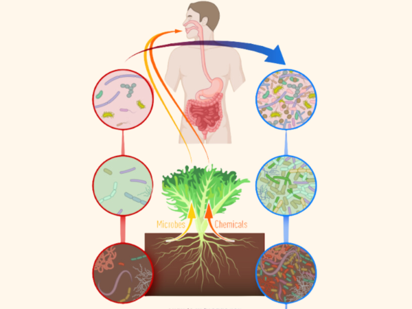 Bodem en humane gezondheid