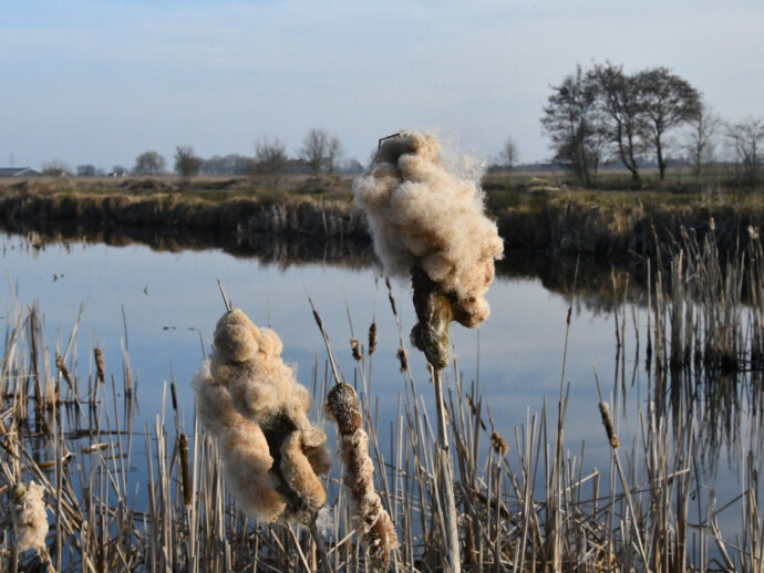 Lisdodde Hegewarren foto P Boorsma