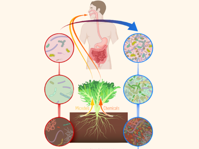 Bodem en humane gezondheid