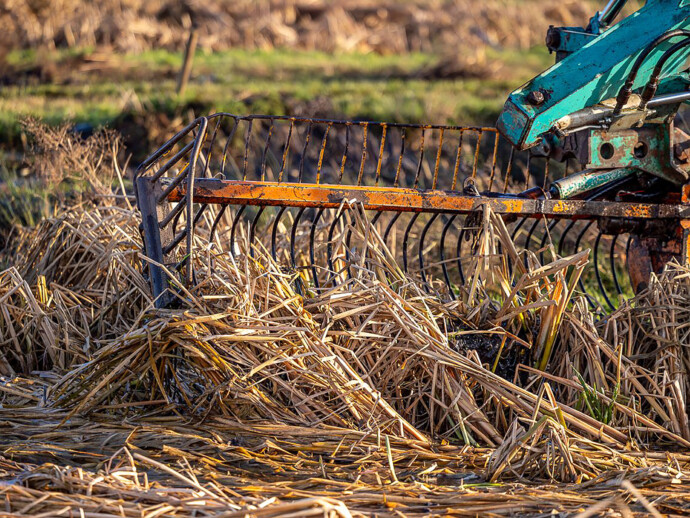 Oogsten van lisdodde