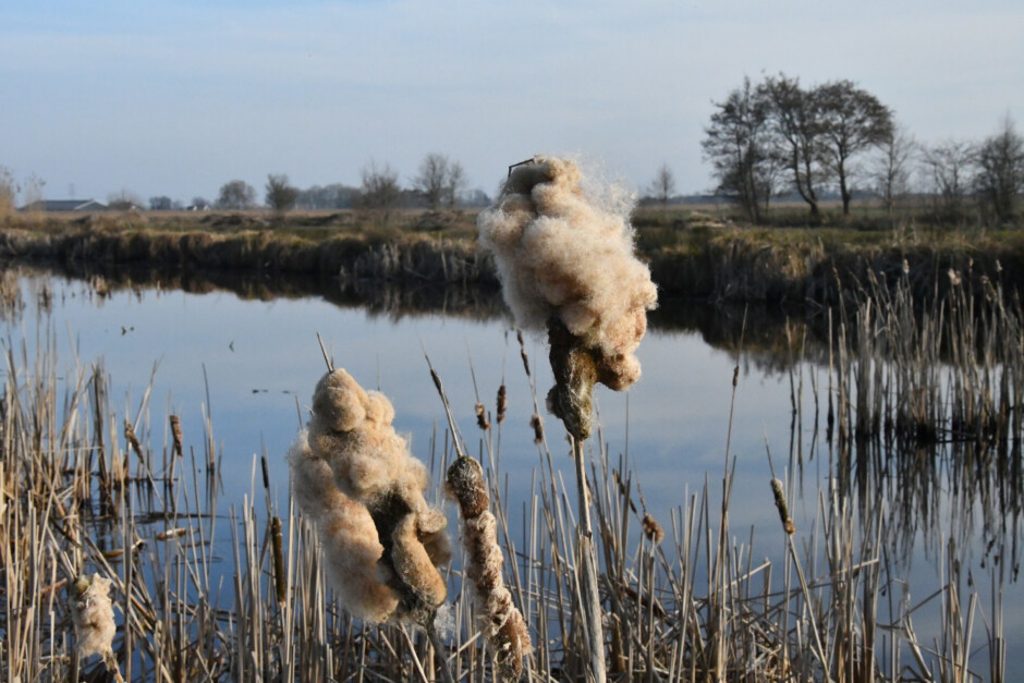 Lisdodde Hegewarren foto P Boorsma