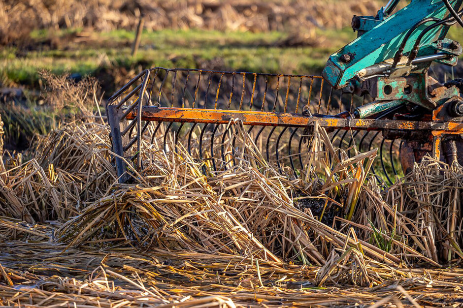 Oogsten van lisdodde