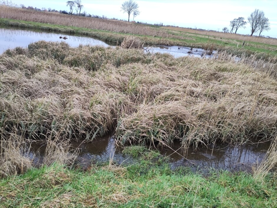 Water met lisdodde foto Petra Boorsma