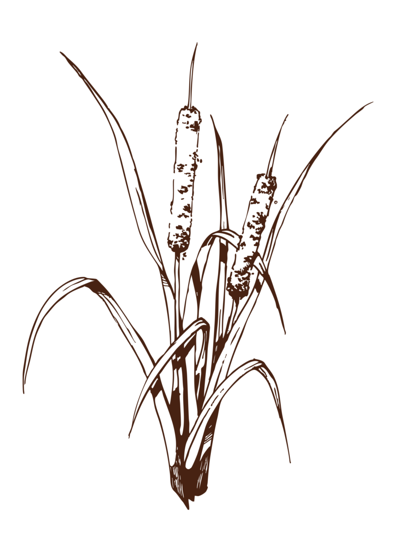 Bios25 illustratie lisdodde isaboorsma