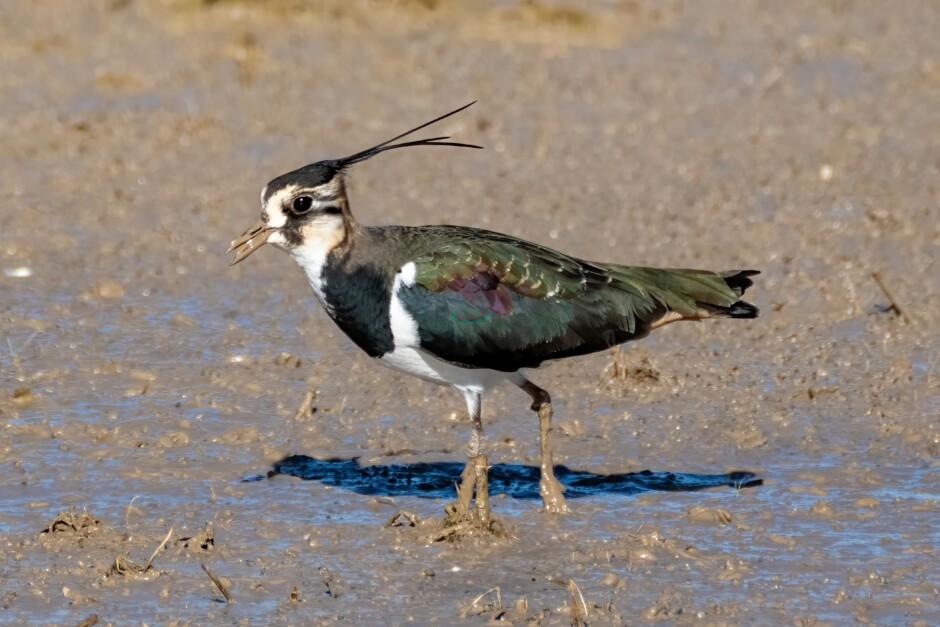 Kievit op natte grond Foto door Rafael Minguet Delgado