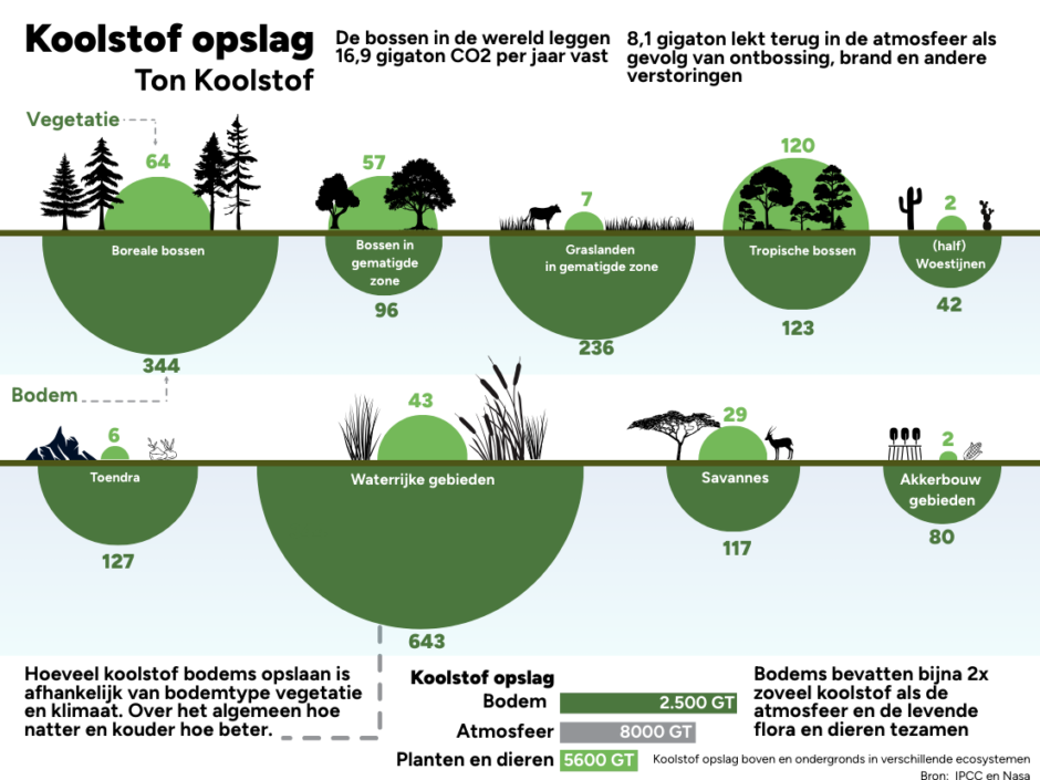 Koolstofopslag boven en ondergronds