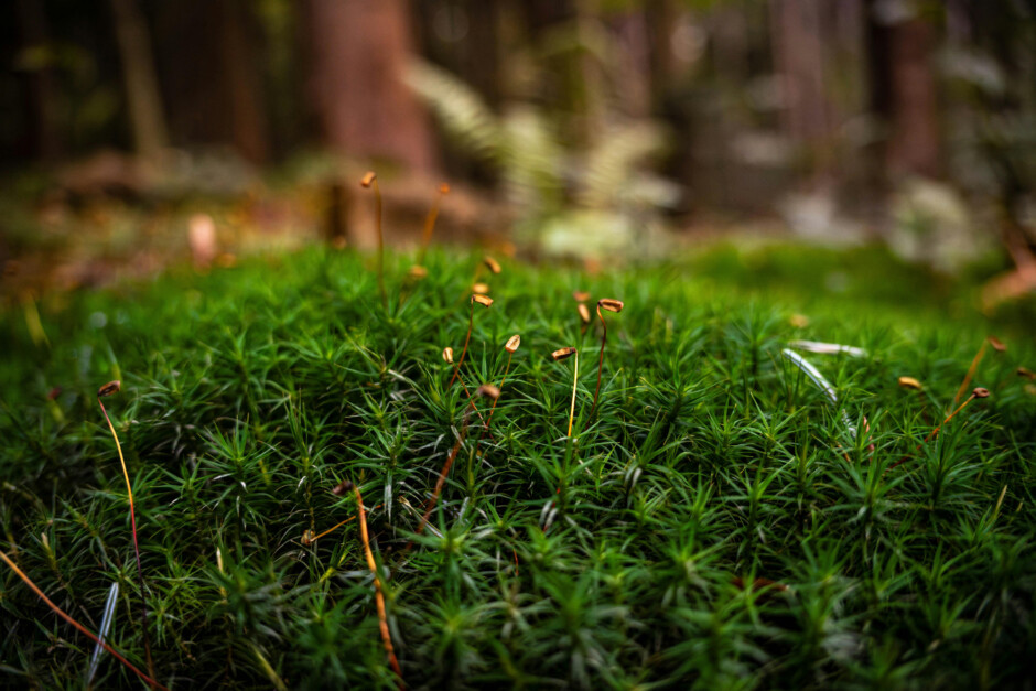 Mos. Foto: Michal Robak